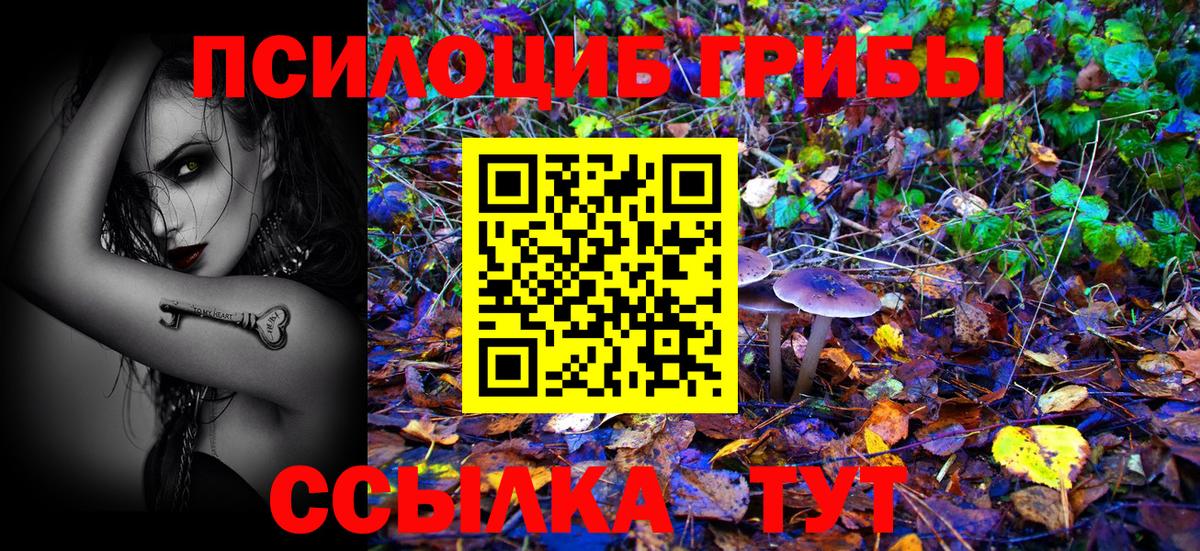 Псилоцибиновые грибы Psilocybe Тихвин